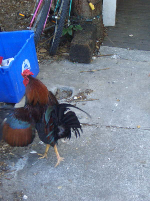 Key West (5)