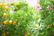 Benidorm 2011 (52)