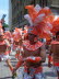 Cologne CSD 2005 (35)