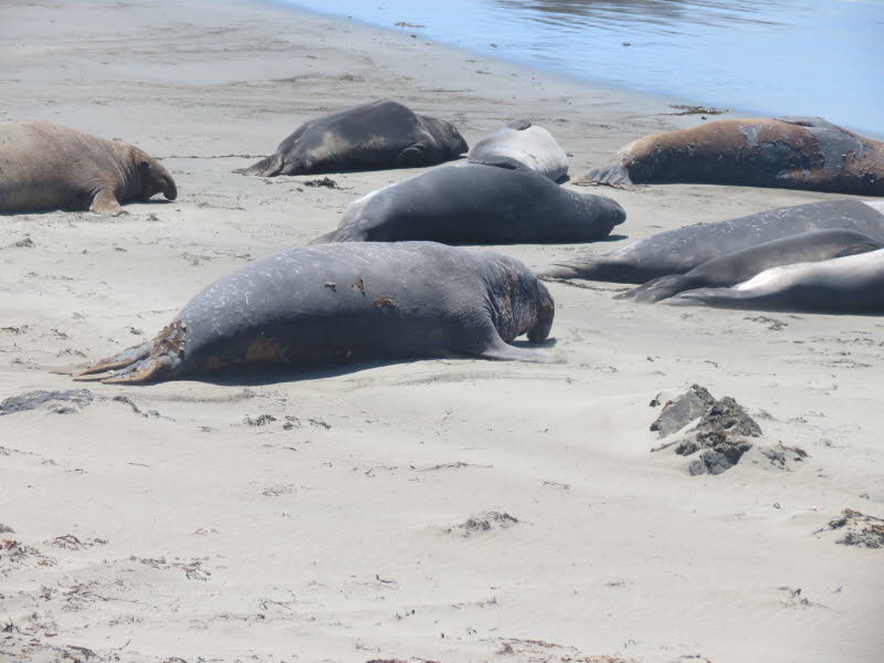 Santa Barbara (18)